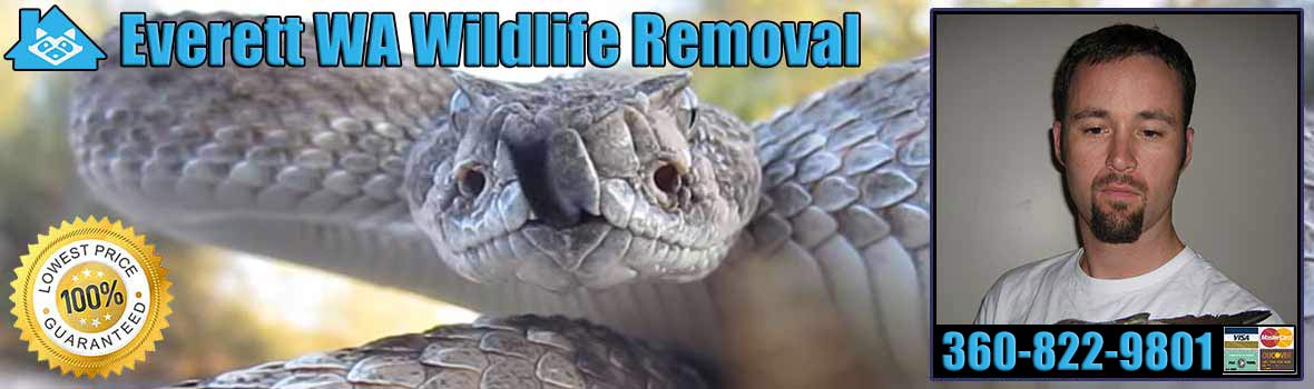 Everett Wildlife and Animal Removal